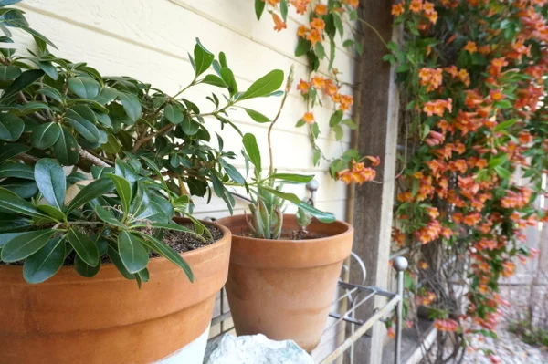 außenbereich und garten umgestalten erfrischen blumentopfpflanzen blumenkasten