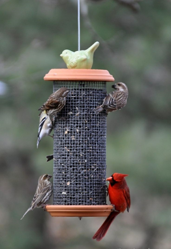 Vogelfutterhäuschen gibt Ihrem Garten einen lustigeren Look