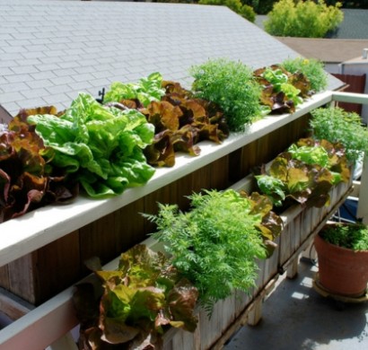 Essbare Blüten und Pflanzen in der Gartengestaltung - 9 Tipps