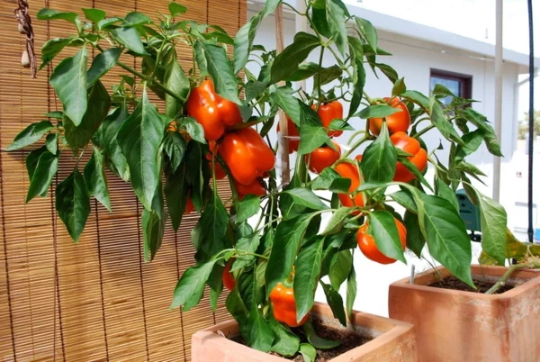 essbare blüten und pflanzen paprika
