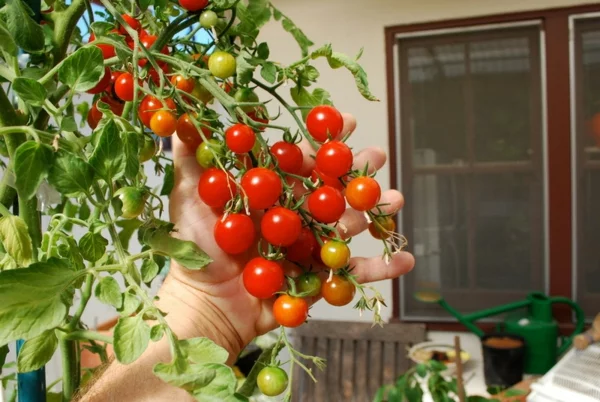 essbare pflanzen cherry tomaten zu hause