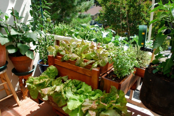 Essbare Blüten und Pflanzen in der Gartengestaltung - 9 Tipps