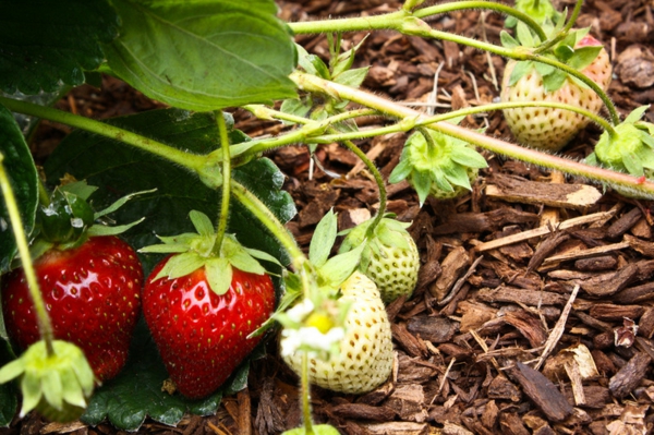 gartengestaltung ideen essbare pflanzen erdbeeren