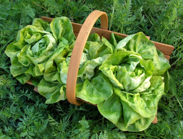 gartengestaltung ideen essbare pflanzen grüne salat