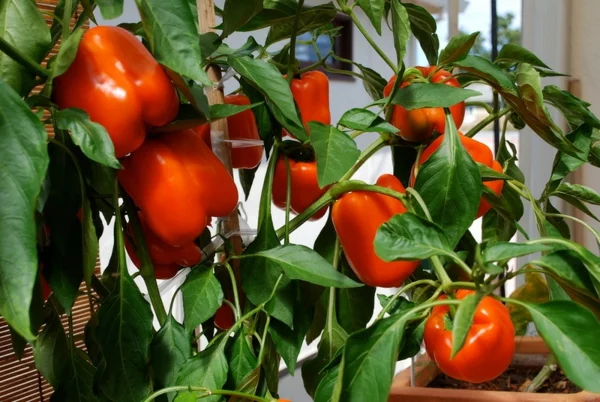 gartengestaltung ideen essbare pflanzen paprika