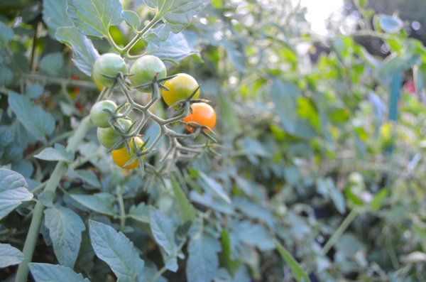 gartengestaltung ideen essbare pflanzen tomaten