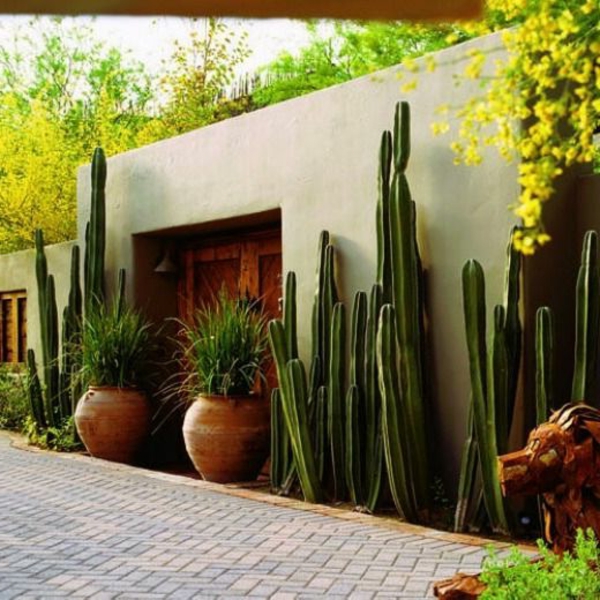 ideen anlegen bilder gartengestaltung modern kaktus