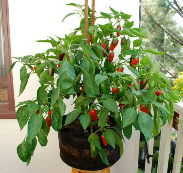 paprika zu hause pflanzen 