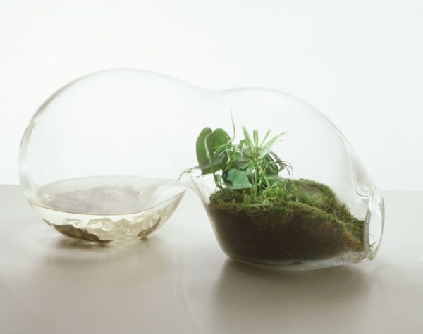 terrarium selber bauen glas moos wasser