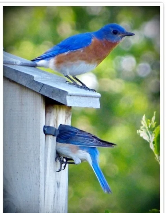 vogelhaus bauen holz umweltfreundlich blau vogel