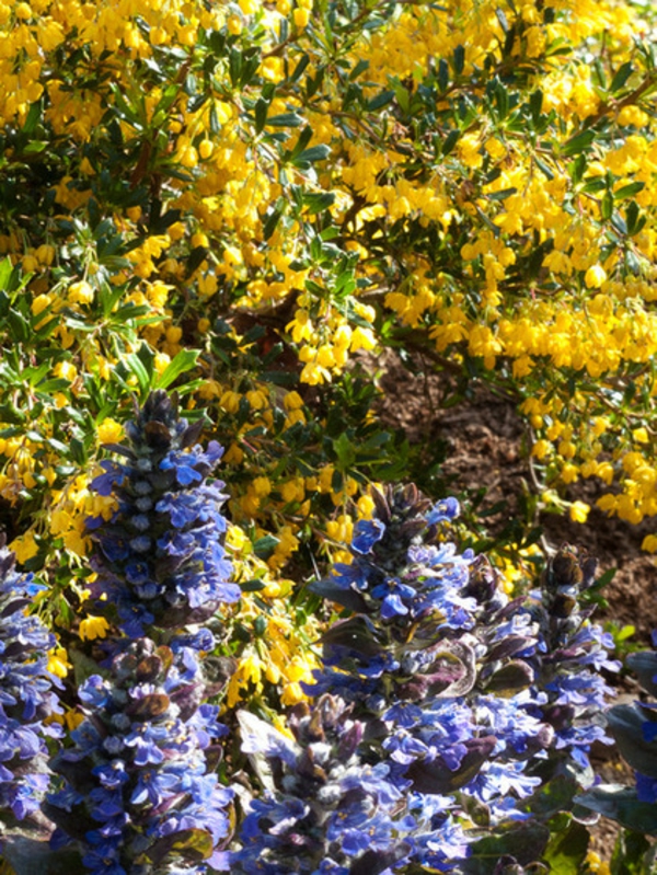 winterharte gartenpflanzen günsel blaue blume