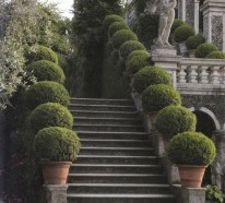 Buchsbaum Pflanzen und Gärten – wundervoll in Terrakotta Behältern aussehen