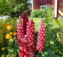 Gartenhaus im Schwedenstil – Gestalten Sie eine thematische Gartenecke!