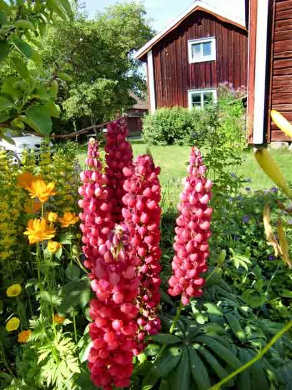 Gartenhaus im Schwedenstil pflanzenarten