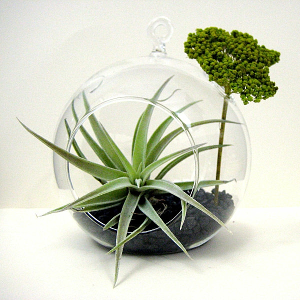 Luftpflanzen Terrarium erdboden glas behälter