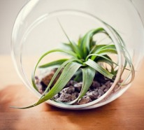 Schaffen Sie ein einzigartiges Luftpflanzen Terrarium