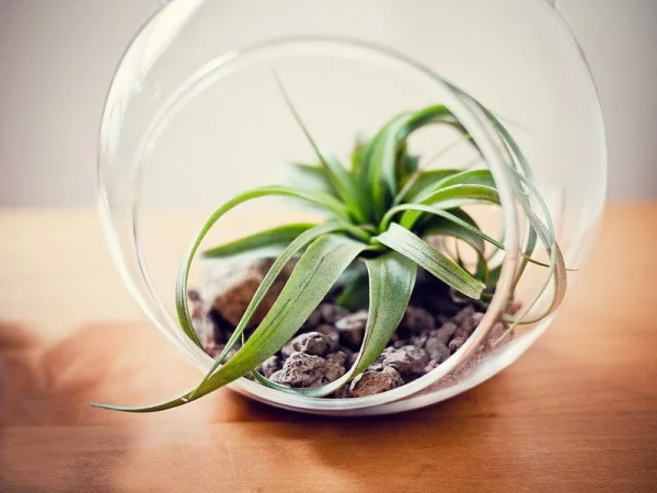 Luftpflanzen Terrarium steine glas