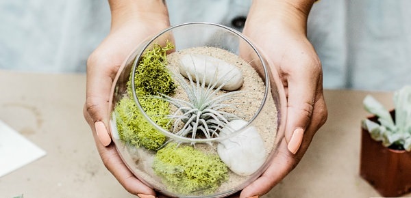 luftpflanzen terrarium sand röcke glas