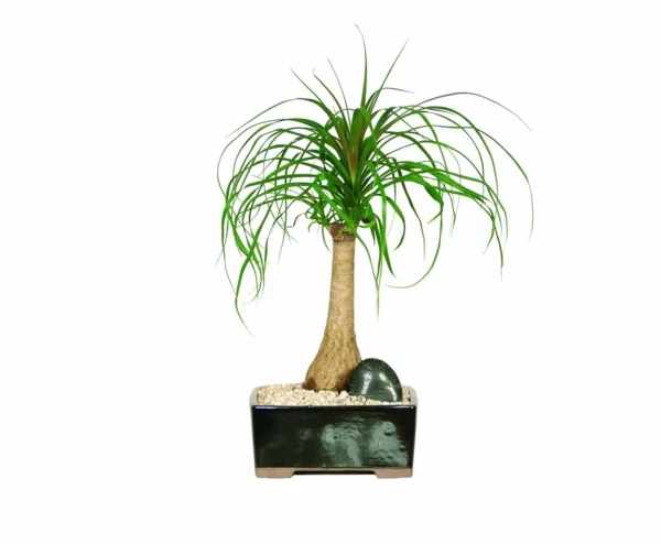 Palmenarten als Zimmerpflanzen dattelpalme winterhart elegant