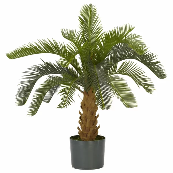 Palmenarten als Zimmerpflanzen  winterhart exotisch