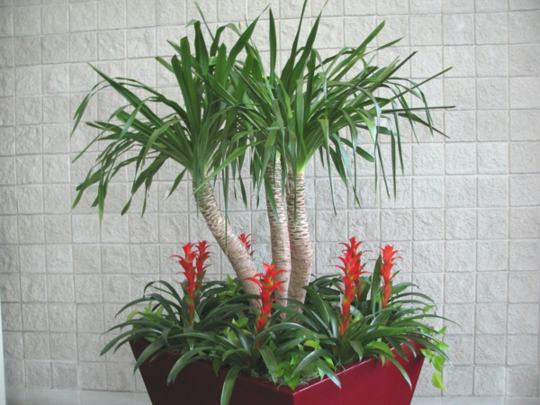 Zimmerpflanzen dattelpalme winterhart rot Palmenarten 