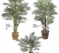 Palmenarten als Zimmerpflanzen – winterharte, exotische Lösungen