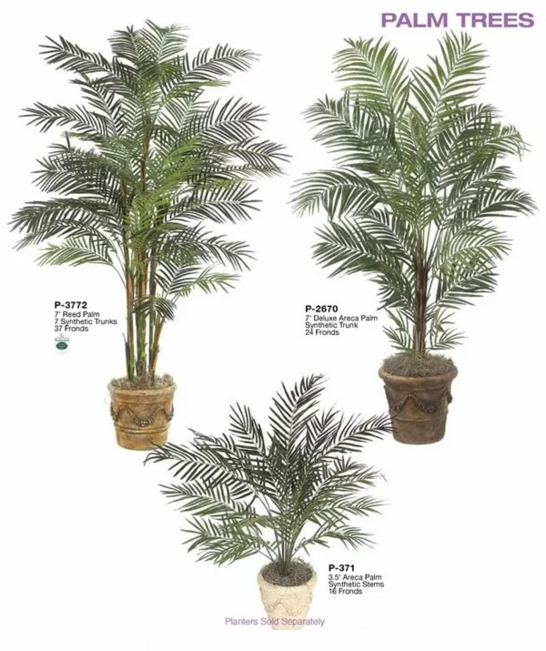 Palmenarte Zimmerpflanzen dattelpalme winterhart bäume