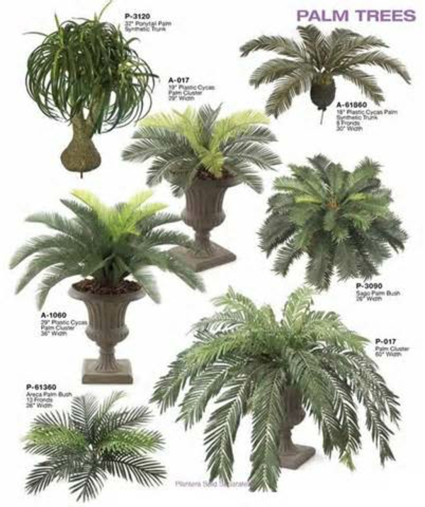 Zimmerpflanzen dattelpalme Palmenarten winterhart vielfalt
