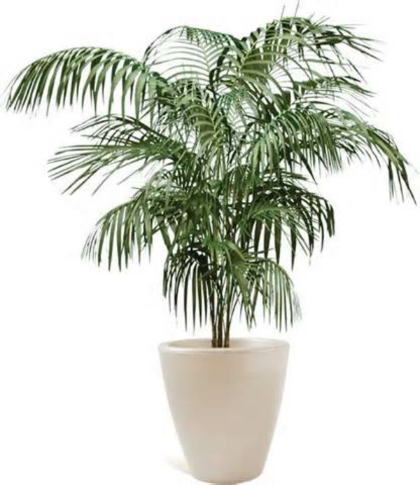 Palmenarten-als-Zimmerpflanzen -dattelpalme-winterhart -weiß-blumentopf