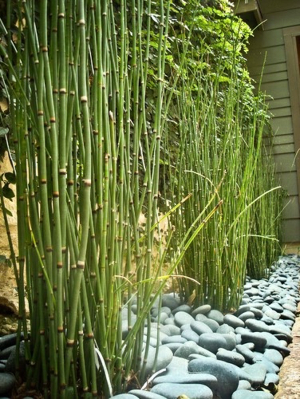 Zimmer indoor bambus kaufen glücksbambus pflegen feucht vielfalt