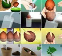 Avocado anpflanzen – wie kann man ein Avocado-Bäumchen züchten