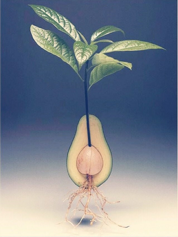 avocado anpflanzen gartengestaltung und pflanzen
