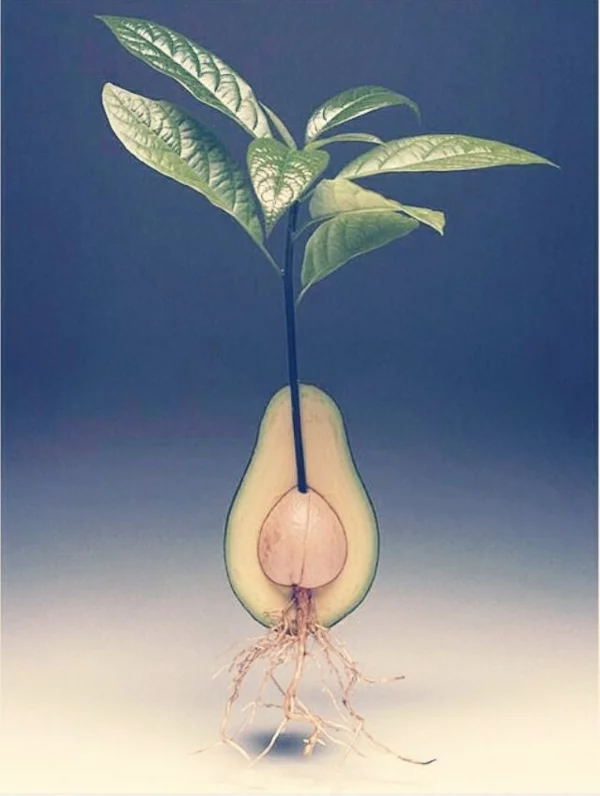 avocado anpflanzen gartengestaltung und pflanzen