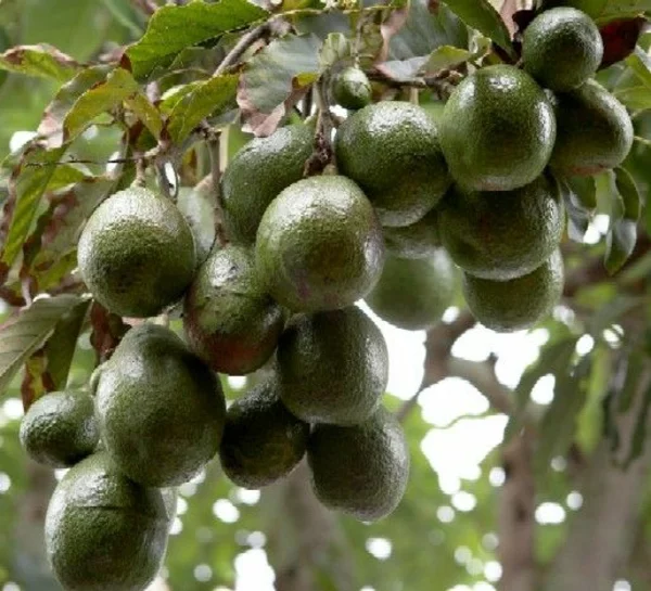 avocado anpflanzen gartengestaltungideen exotische pflanzen