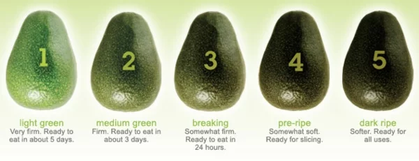 avocado anpflanzen grün reif stufen