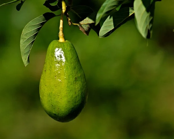 avocado baum züchten gartengestaltung ideen