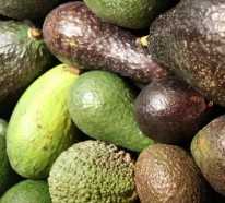 Avocado anpflanzen – wie kann man ein Avocado-Bäumchen züchten