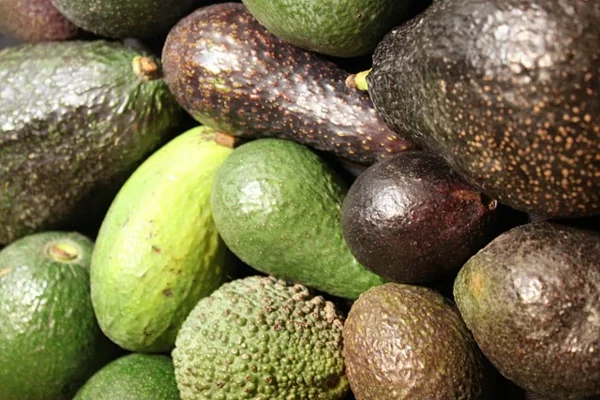 avocado pflanzen gartengestaltung ideen pflanzen