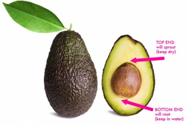 avocado züchten anleitung bilder gartengestaltung ideen avokado kern