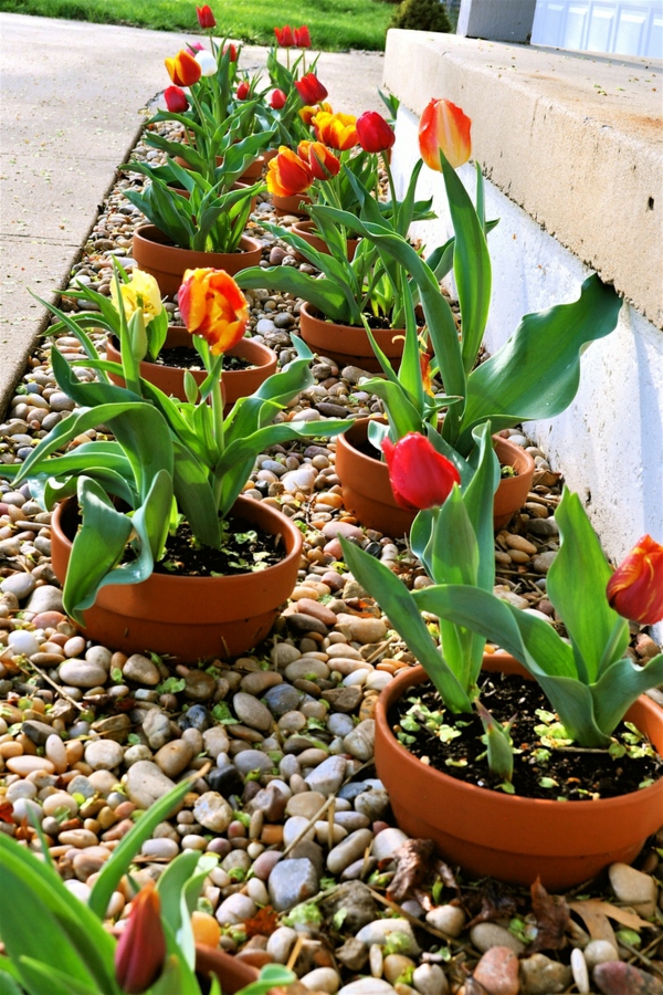 patio ideen vorgarten gestaltung kieselsteine tulpen 