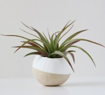 Pflanzen Pflege – Luftpflanzen als tolle Dekoration