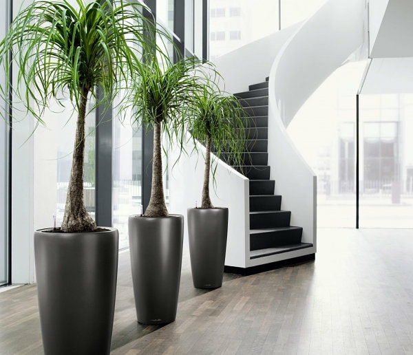 pflegeleichte glatt pflanzkübel Schöne Zimmerpflanzen groß modern