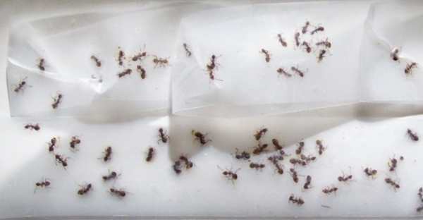 Ameisen garten haus hausmittel klebeband