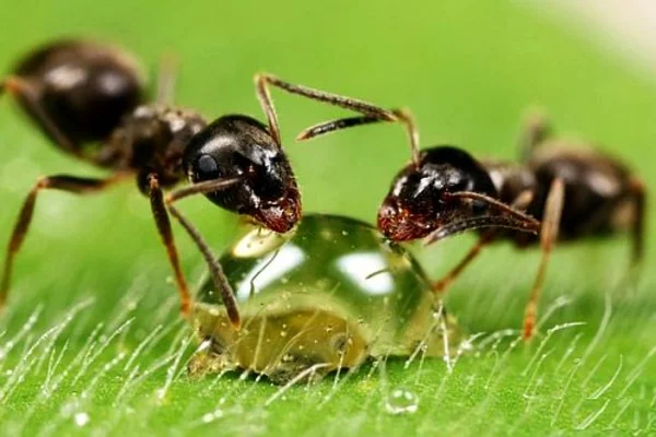 Ameisen garten haus hausmittel wohnung