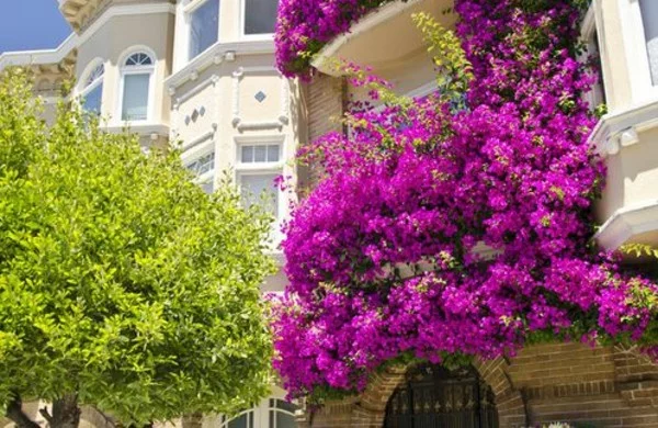 Balkonbepflanzung Ideen knall leuchtend farben