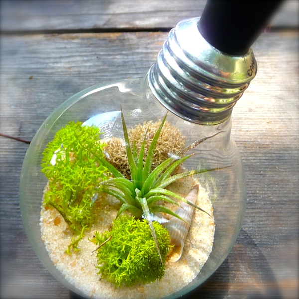 DIY Deko exotisch Glühbirnen sand moos