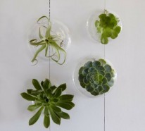 35 Grünpflanzen Bilder – Blühende Zimmerpflanzen
