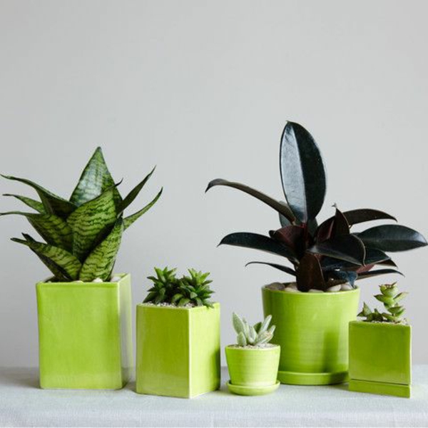 Grünpflanzen beliebte zimmerpflanzen Bilder geometrisch formen grün