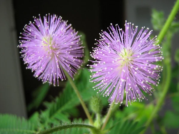 Mimosa pudica blumen brasilien Dekorative Zimmerpflanzen