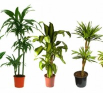 Pflegeleichte Topfpflanzen – Zimmerpflanzen, die wenig Licht benötigen